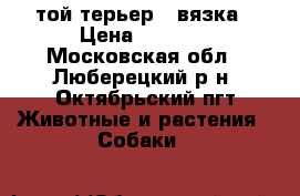 той терьер - вязка › Цена ­ 3 000 - Московская обл., Люберецкий р-н, Октябрьский пгт Животные и растения » Собаки   
